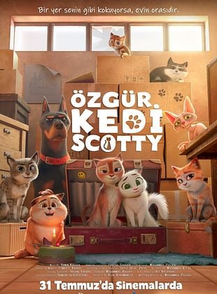 Özgür Kedi Scotty