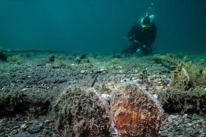 Marmara'da pina sayısı artıyor