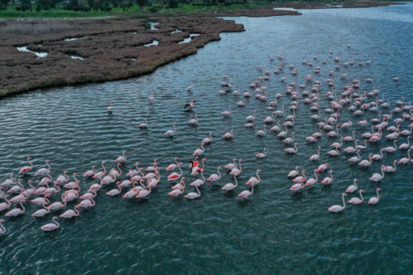 Türkiye’de kuşları yakından görebileceğiniz 7 muhteşem durak