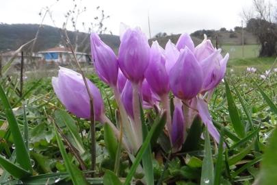 Bolu’da çiğdemler yüzünü gösterdi