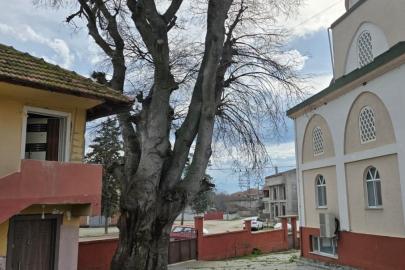 Samsun’da asırlık çitlembik ağacı için koruma çağrısı